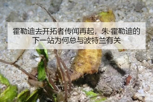 霍勒迪去开拓者传闻再起，朱·霍勒迪的下一站为何总与波特兰有关